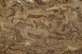 Polished Fossil Stromatolite (Chlorellopsis?) Slab - Wyoming #357275-1